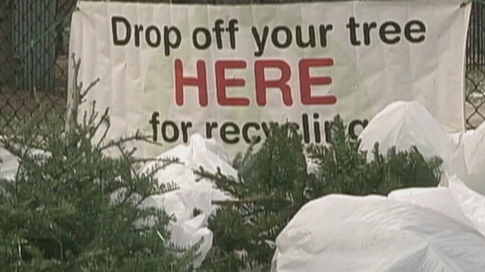 City of Austin offering Christmas tree recycling